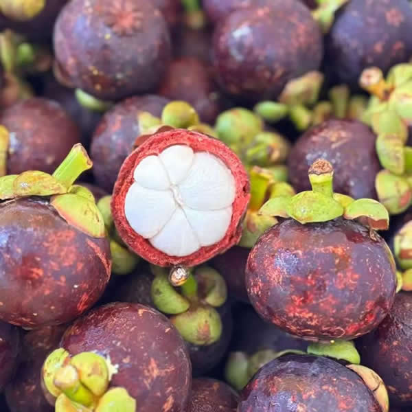 Mangosteen powder uses
